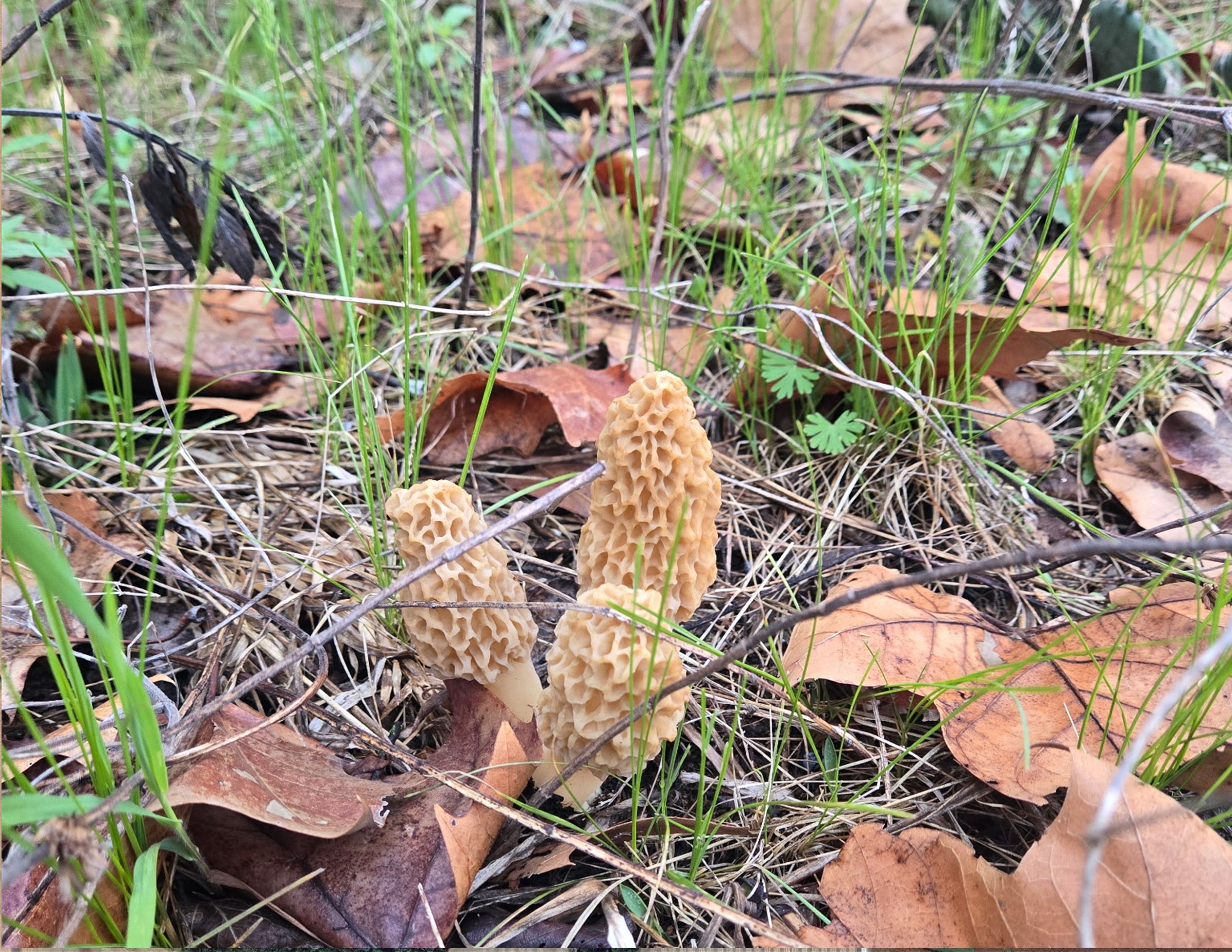 Listing Photo: Mushrooms 3
